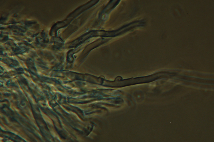Ritrovamento n1 del 20-11-2011 (Phlebia radiata)